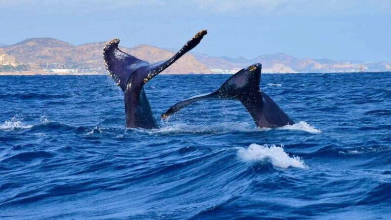 Los Cabos: ATV and Horseback Riding Tour - Detailed Itinerary Breakdown
