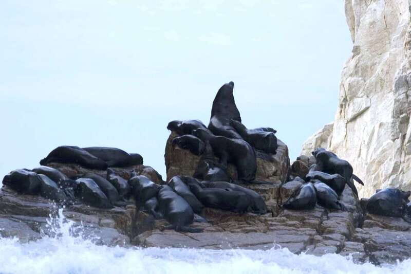 Los Cabos: City Tour with Cruise, Snorkeling, and Tastings - Detailed Breakdown of the Itinerary