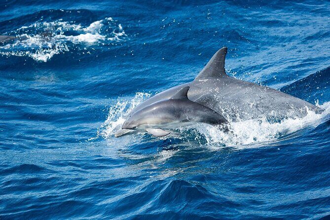 Luxury Whale Watching: Fewer People, Extra Speed, Expert Staff - The Itinerary: What You Will See and Do