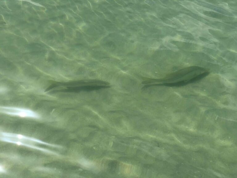 Madeira Beach: Egmont Key Snorkeling and Dolphin Cruise - Wildlife Encounters and Natural Beauty
