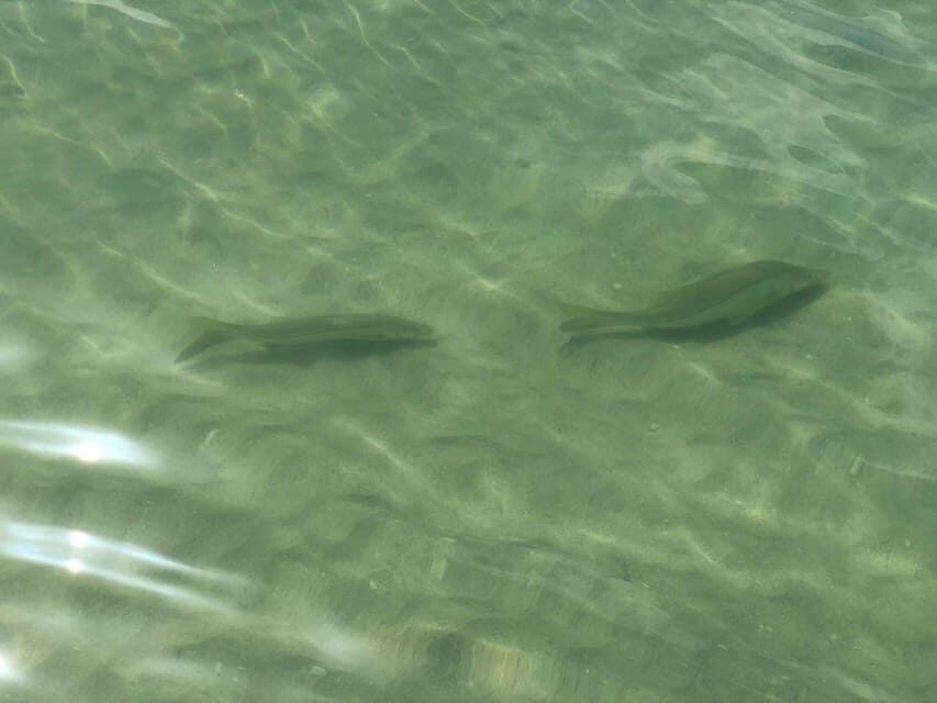 Madeira Beach: Egmont Key Snorkeling and Dolphin Cruise - Wildlife Encounters and Natural Beauty