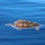 Magic Dolphin Celebrity - The Real Value for Travelers