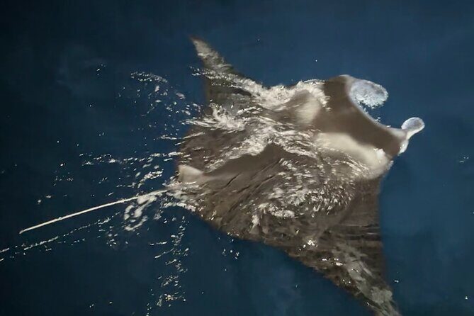 Manta Ray Night Snorkeling Adventure in Kailua-Kona - Final Thoughts: Is It Worth It?