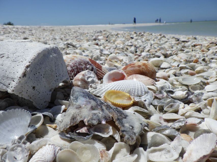 Marco Island: Ten Thousand Islands Shelling & Dolphin Tour