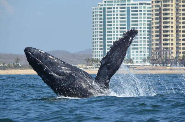 Mazatlán: Whale-Watching Boat Tour with Marine Biologist - The Price and Its Value