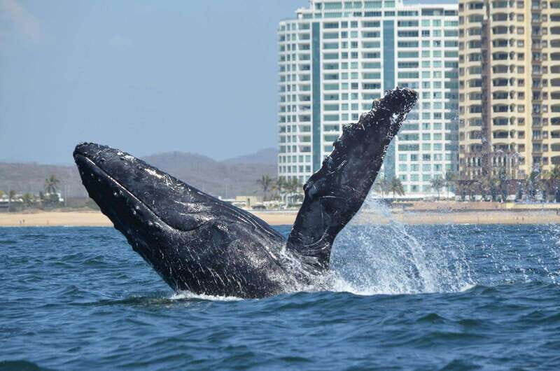 Mazatlán: Whale-Watching Boat Tour with Marine Biologist - The Price and Its Value
