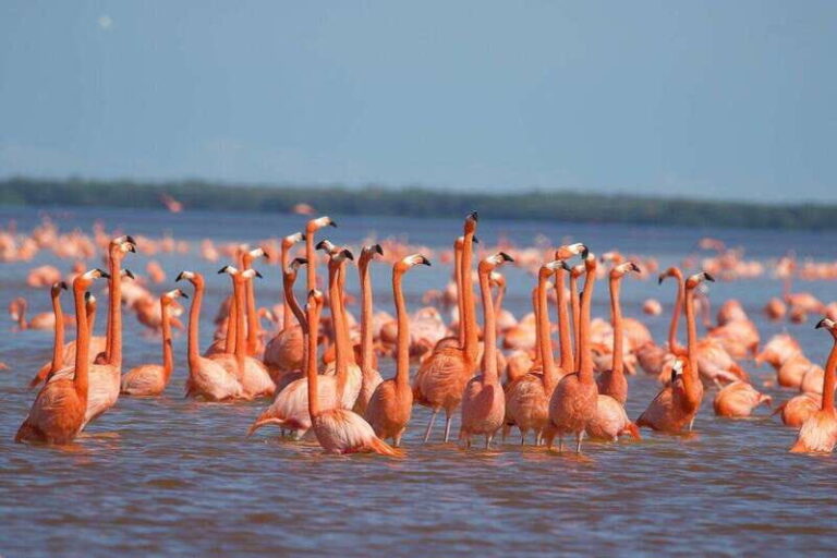 Merida: Celestun Beach and Mangrove Boat Ride Day Trip - What to Expect on the Tour