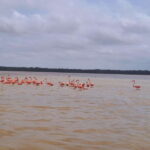 Merida: Celestun Biosphere Reserve Private Tour - Transportation and Duration