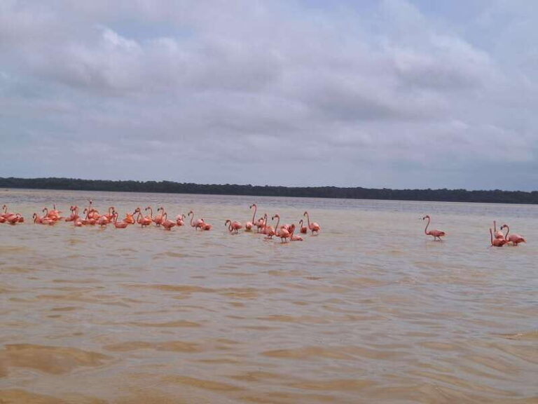 Merida: Celestun Biosphere Reserve Private Tour - Transportation and Duration