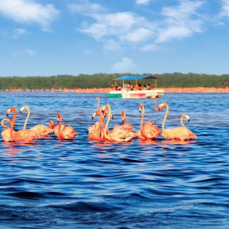 Merida: Celestun Boat Ride Mangrove Experience! Beach Time - The Bottom Line: Who Will Love This Tour?