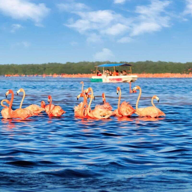 Merida: Celestun Boat Ride Mangrove Experience! Beach Time - The Bottom Line: Who Will Love This Tour?