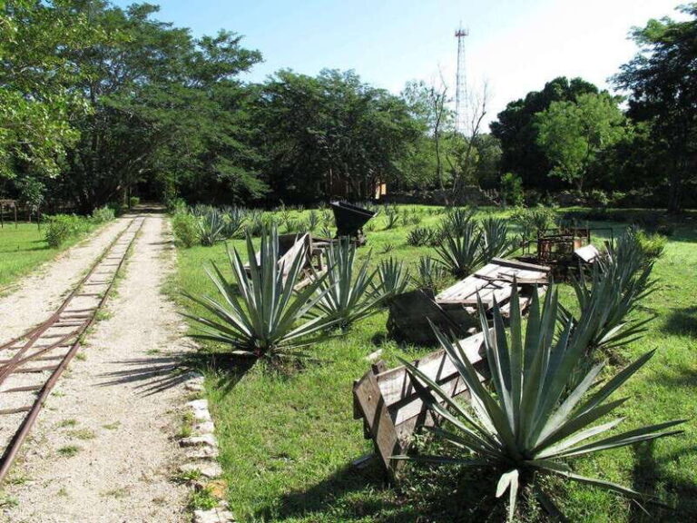 Merida: Yucatan Cenotes and Hacienda Full-Day Trip with Food - What to Expect from the Tour