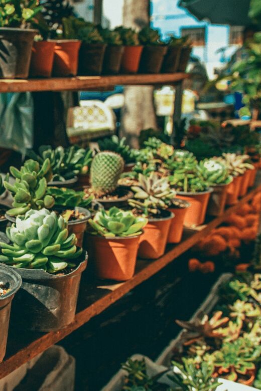 Mexico City: Mezcal Tasting and Market Tour with Lunch - Practical Details and Tips