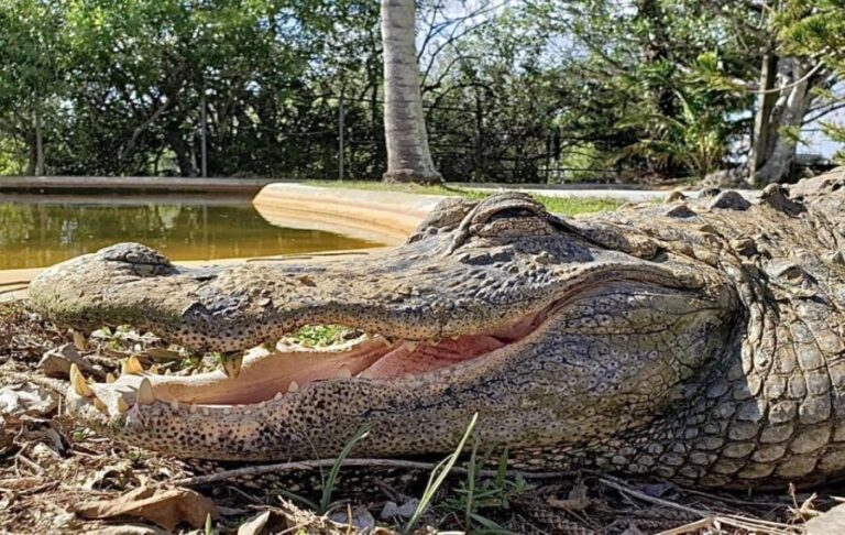 Miami: Original Everglades Airboat Tour & Alligator Exhibit - Itinerary Breakdown