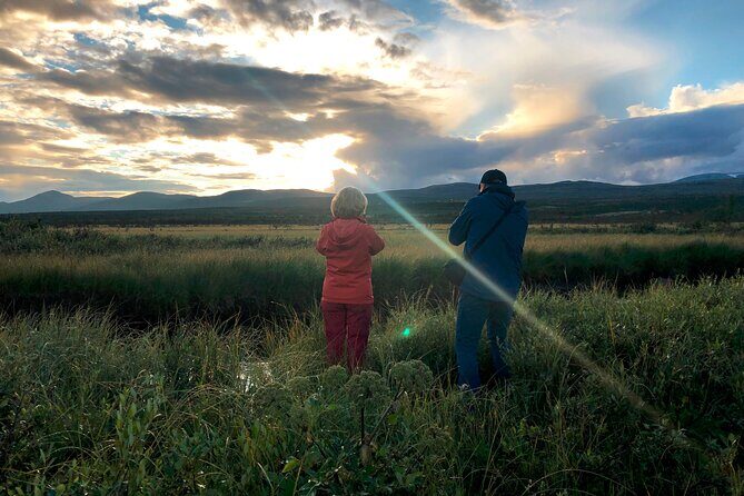 Moose Safari  Dovre & Lesja Aktiv - A Detailed Look at the Moose Safari Experience