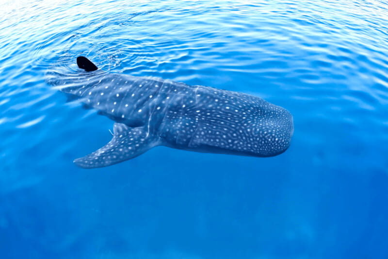 New Whale Shark Encounter Experience in Cancun !! - Transportation and Timing: Making It Work