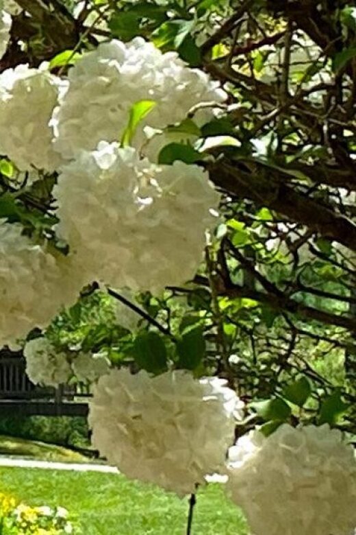 North Atlanta: Gibbs Gardens Self-Guided Slingshot Tour - What to Expect at Gibbs Gardens