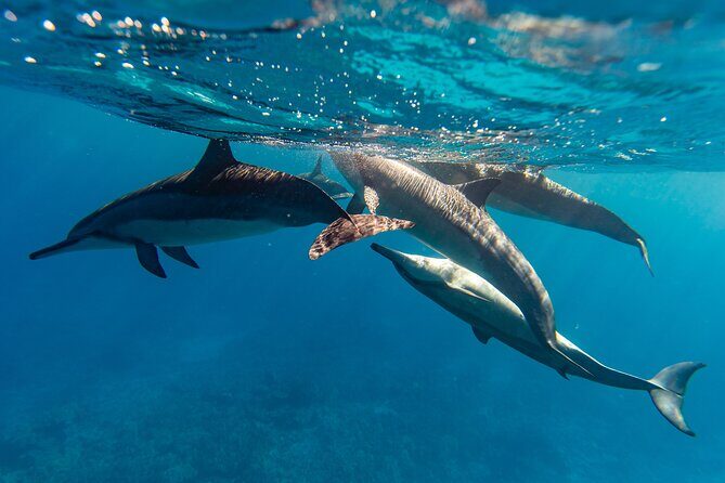 North Shore Oahu Snorkeling Tour - Who Will Love This Tour?