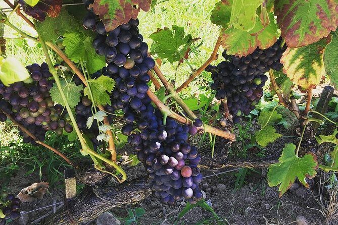 Northern Rhône Valley Wine tour from Lyon Half Day - An In-Depth Look at the Rhône Valley Wine Tour