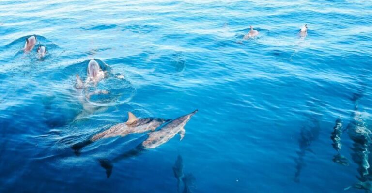 Oahu Dolphin Watch, Turtle Snorkel, Waterslide Activities - A Detailed Look at Your Oahu Ocean Experience