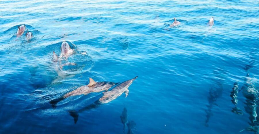 Oahu Dolphin Watch, Turtle Snorkel, Waterslide Activities - A Detailed Look at Your Oahu Ocean Experience