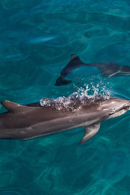 Oahu: Dolphin Watching & Turtle Snorkeling with Waterslide