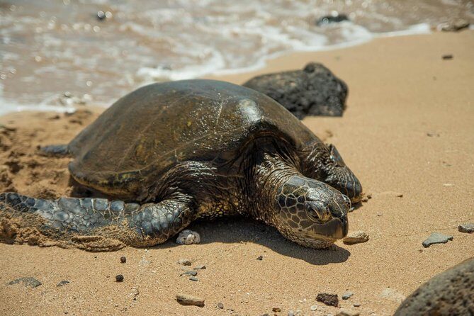 Oahu Full Day Tour with Scenic Stops and Local Foods - The Experience in Detail