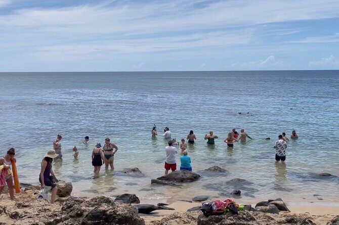 Oahu Guided Circle Island Tour, Swim w/ Turtles, Dole, Blowhole - Practical Considerations and Tips