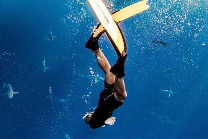 Oahu Open Water Shark Diving Experience - The Itinerary: What to Expect