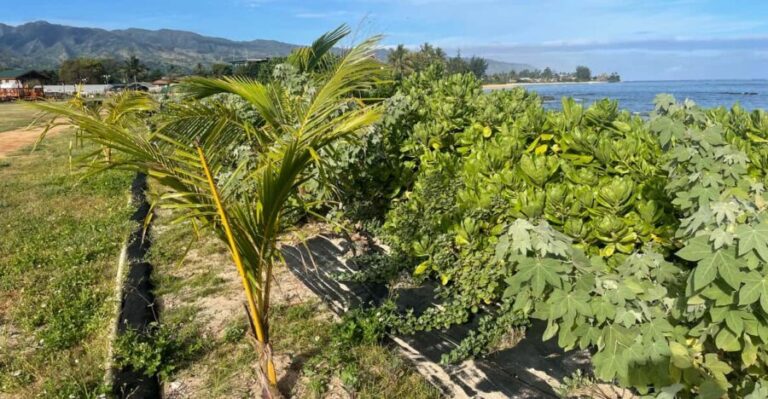 Oahu: Shoreline Restoration Tour w/ Native Plants & Animals - The Greenhouse and Native Plants