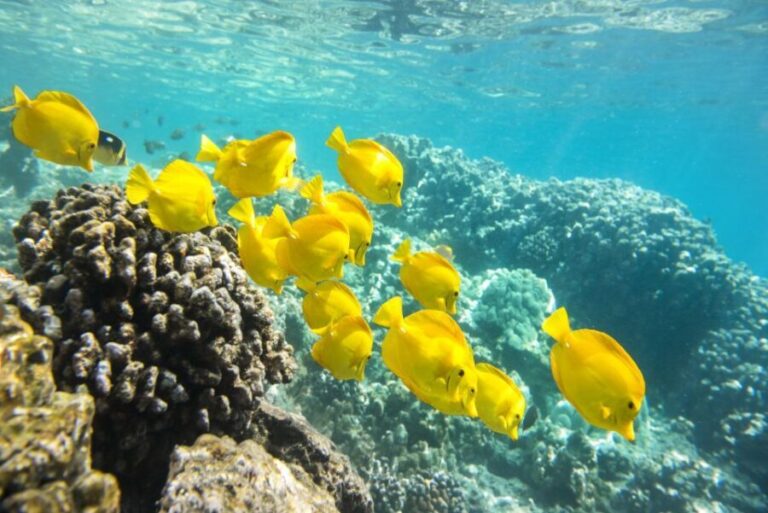 Oahu: Waikiki Snorkel and Sailing Trip with Lunch - The Itinerary in Detail