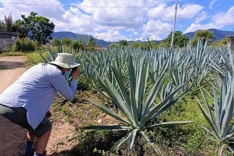 Oaxaca: Ancestral Mezcal Experience - The Detailed Itinerary: What to Expect
