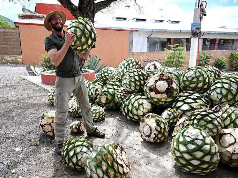 Oaxaca: Mezcal Distillery Tour with Tastings - Exploring Santiago Matatlán, the "World Capital of Mezcal"