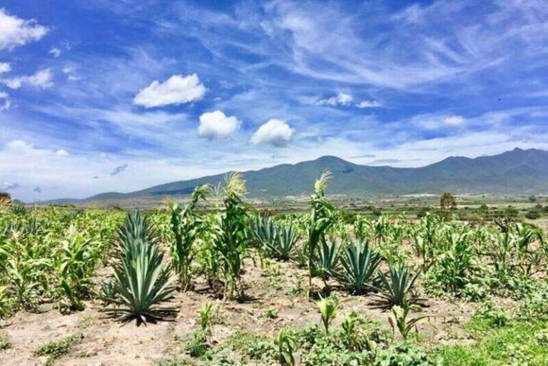 Oaxaca: Private Gastronomy and Culture Tour - An In-Depth Look at the Oaxaca Private Gastronomy and Culture Tour