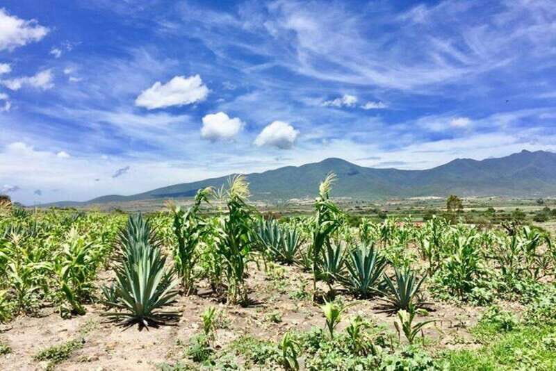 Oaxaca: Private Gastronomy and Culture Tour - An In-Depth Look at the Oaxaca Private Gastronomy and Culture Tour