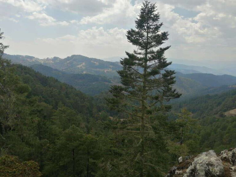 Oaxaca: Sierra Norte Tour with Zipline and Hanging Bridge - Final Thoughts