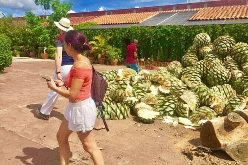 Oaxaca: Traditional Market Private Tour - Exploring the Tule Tree: A Natural Wonder