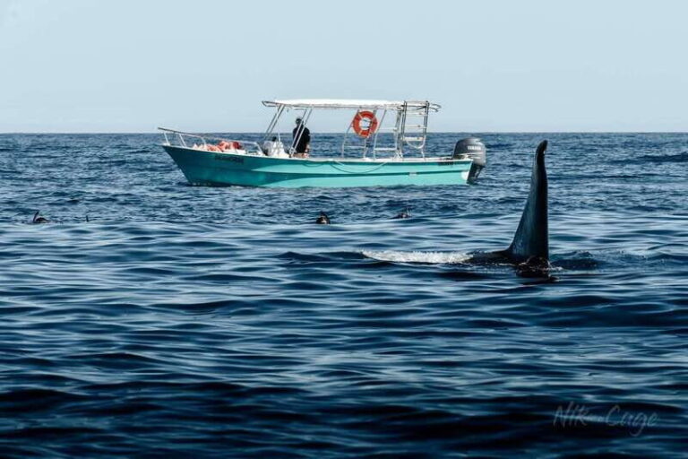 Ocean Safari in Cabo San Lucas. - Why This Tour Might Be Just Right for You