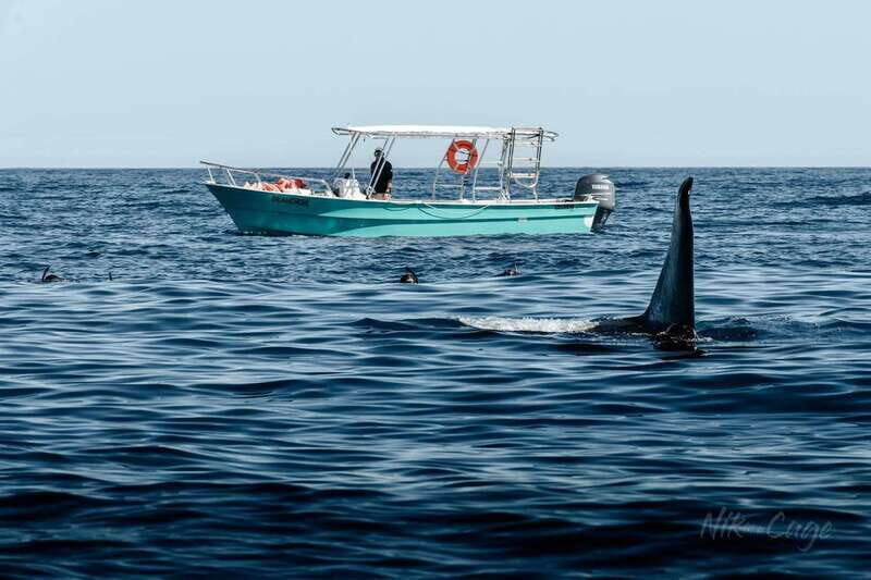 Ocean Safari in Cabo San Lucas. - Why This Tour Might Be Just Right for You