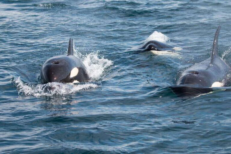 Ocean Safari in La Ventana BCS - A detailed look at what this Ocean Safari involves