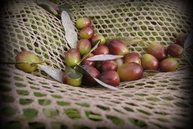 Olive Oil tour with Tuscan dinner - Practical Details & Tips