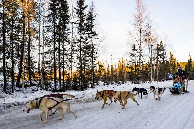 One Hour Experience Dog Sledding - Practical Tips
