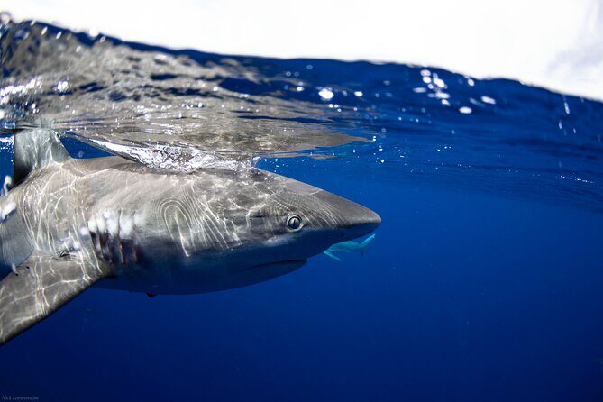 Open Water Shark Dive - What Sets This Tour Apart?