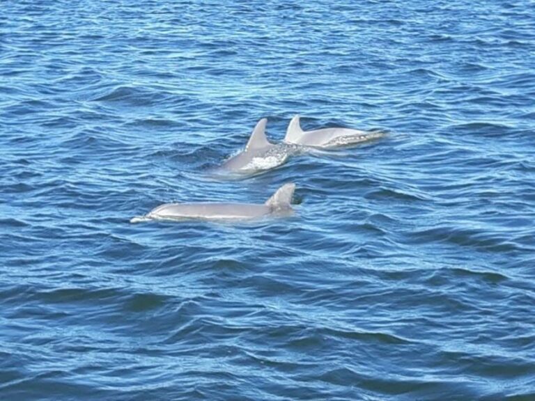 Orange Beach: Dolphin-Watching Eco-Boat Tour - The Value of This Experience