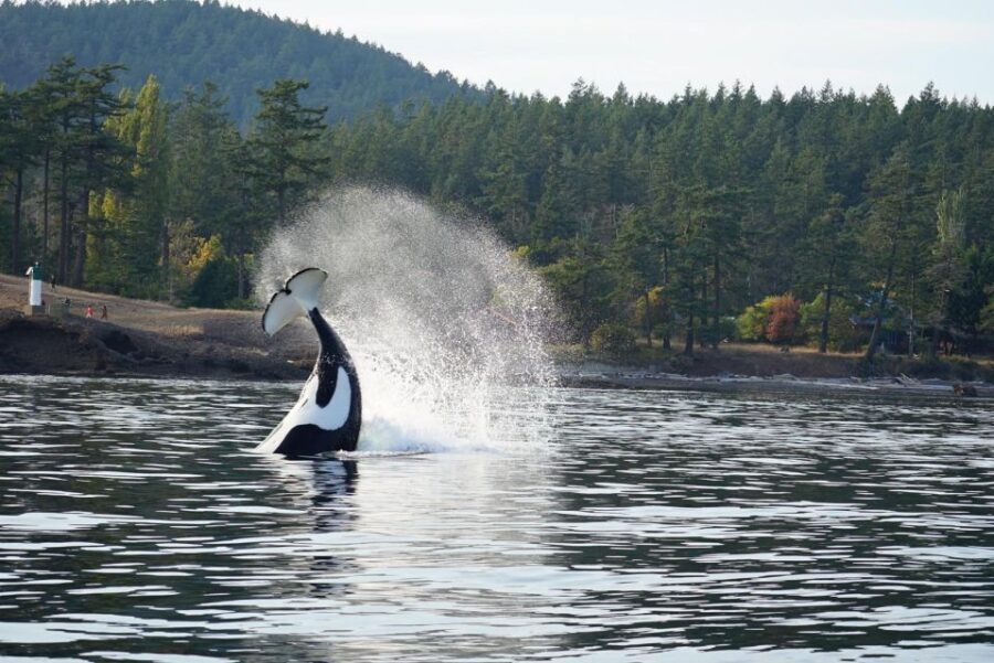 Orcas Island: Orca Whales guaranteed boat tour - The Sum Up