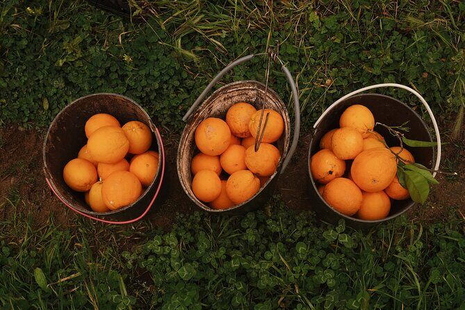 Organic Orange Picking & Jam Making with Farm-to-Table Lunch - What We Love About This Tour