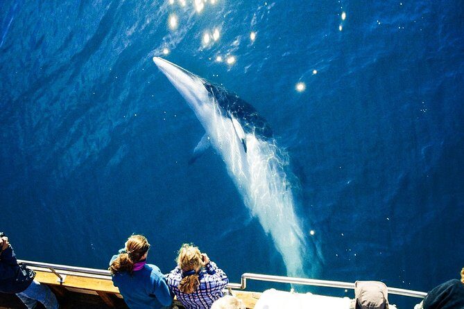 Original Carbon Neutral Whale Watching Tour from Húsavík - Who Will Love This Tour?