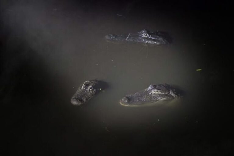 Orlando: Gatorland Flashlight Tour at Night - The Value of the Experience