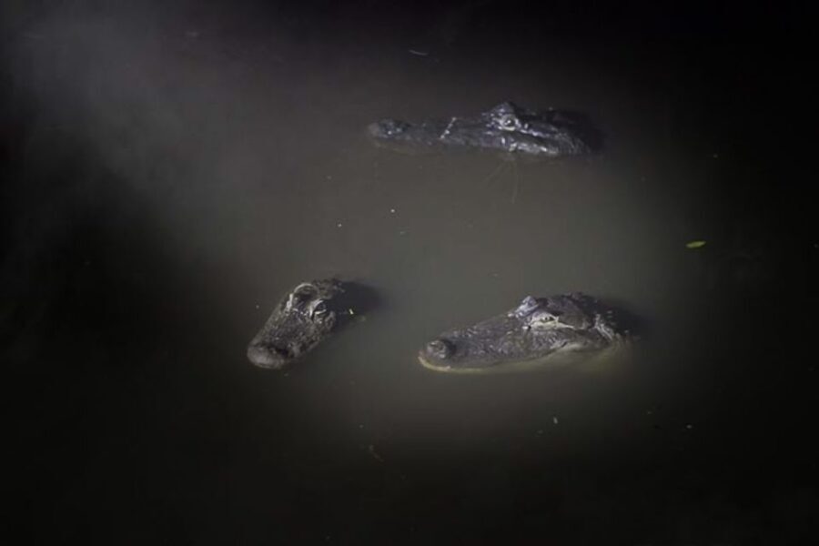Orlando: Gatorland Flashlight Tour at Night - The Value of the Experience