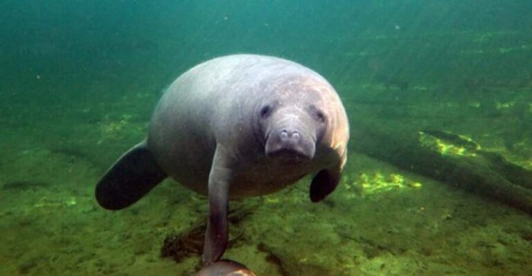 Orlando: Kayaking Tour with Manatee Encounter - Who Should Book This Tour?